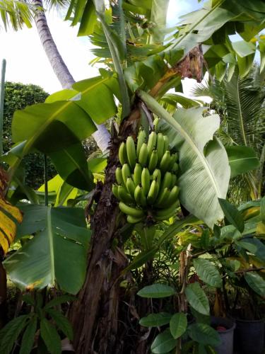 Rarotonga House | Boaza Place