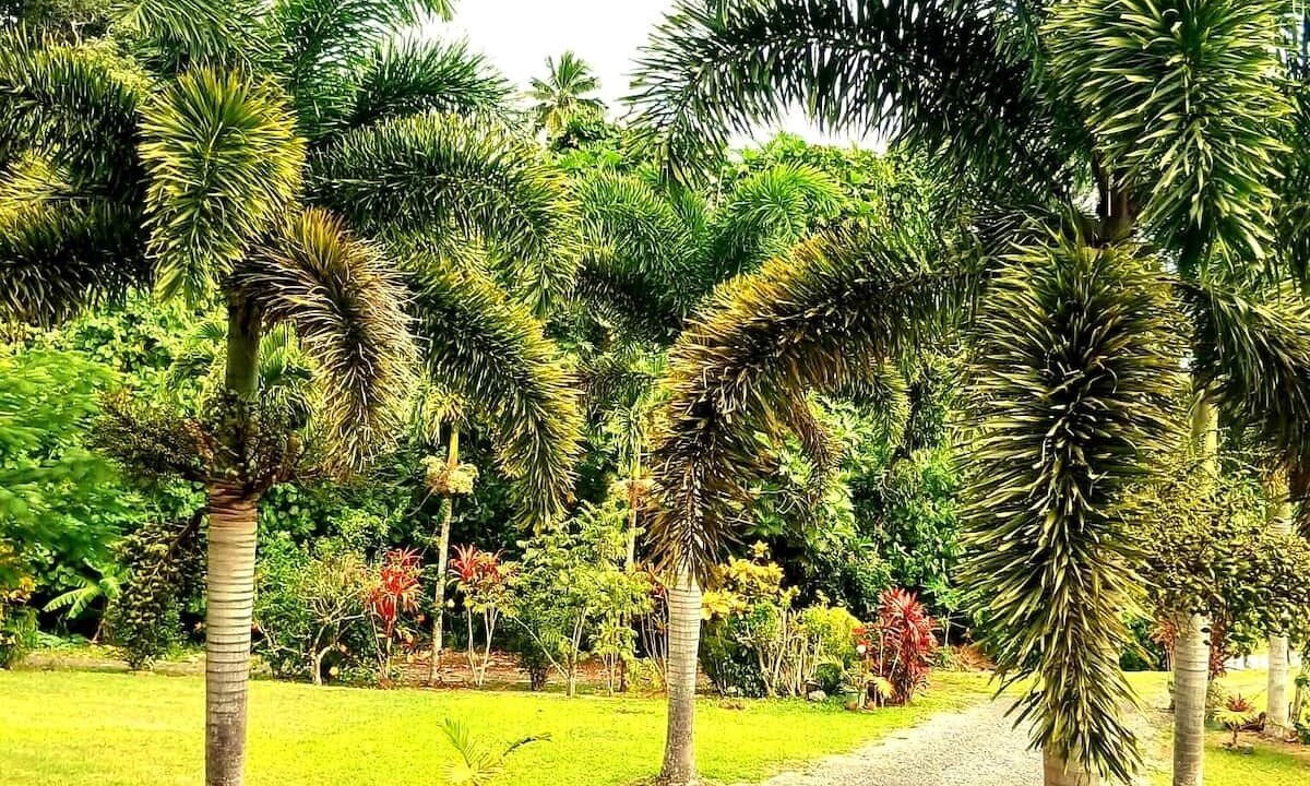 Photo of Outdoor in Arorangi
