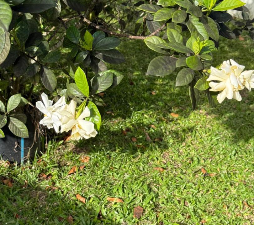 Photo of Others in Avarua