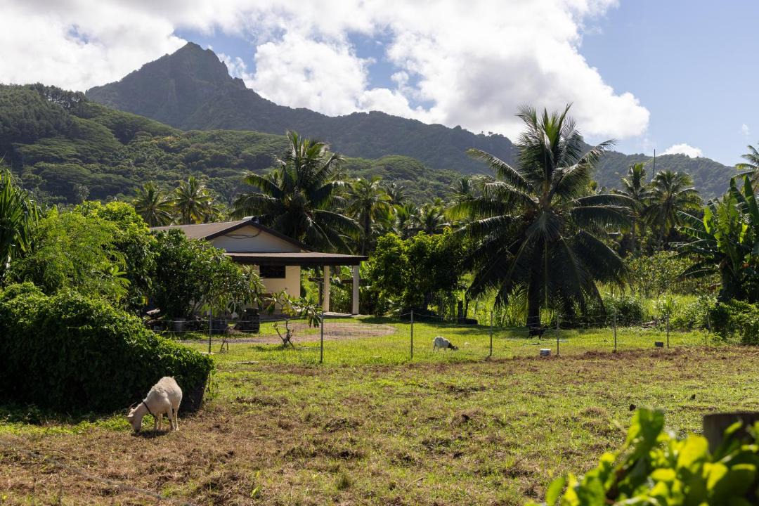 Photo of Others in Matavera
