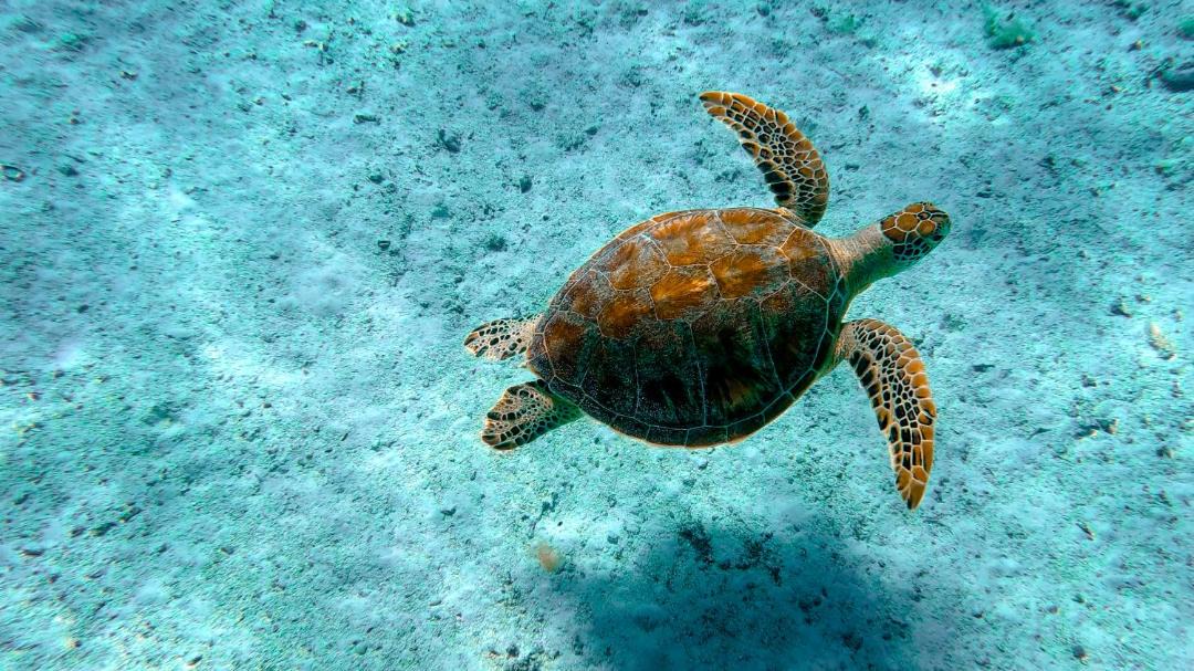 Photo of Others in Rarotonga