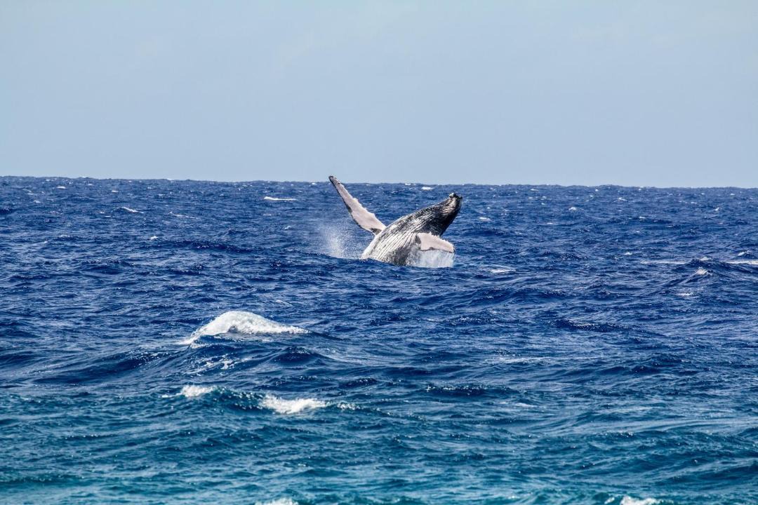 Photo of Others in Rarotonga