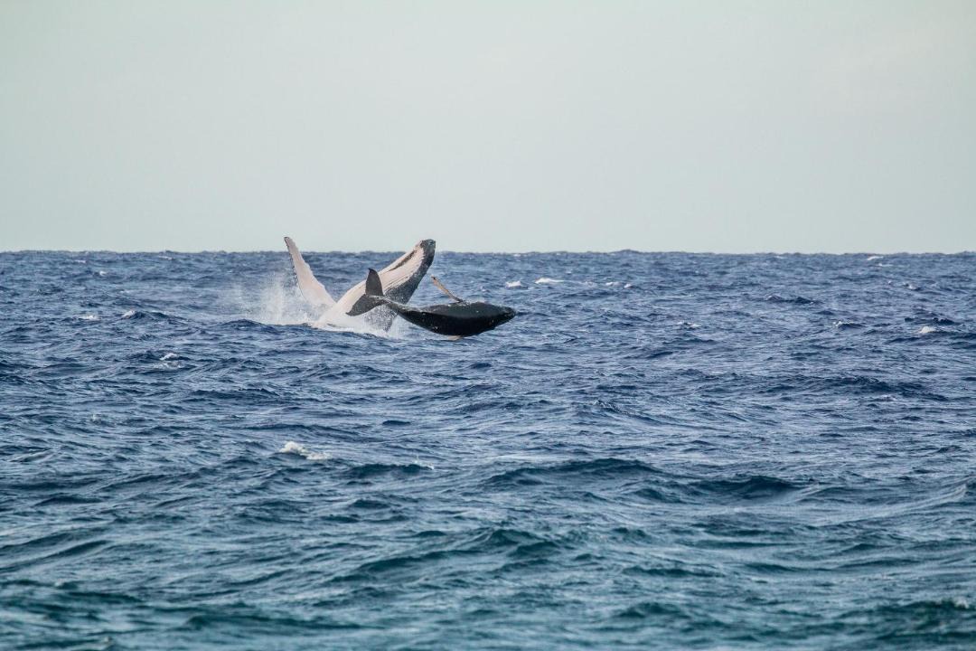 Photo of Others in Rarotonga