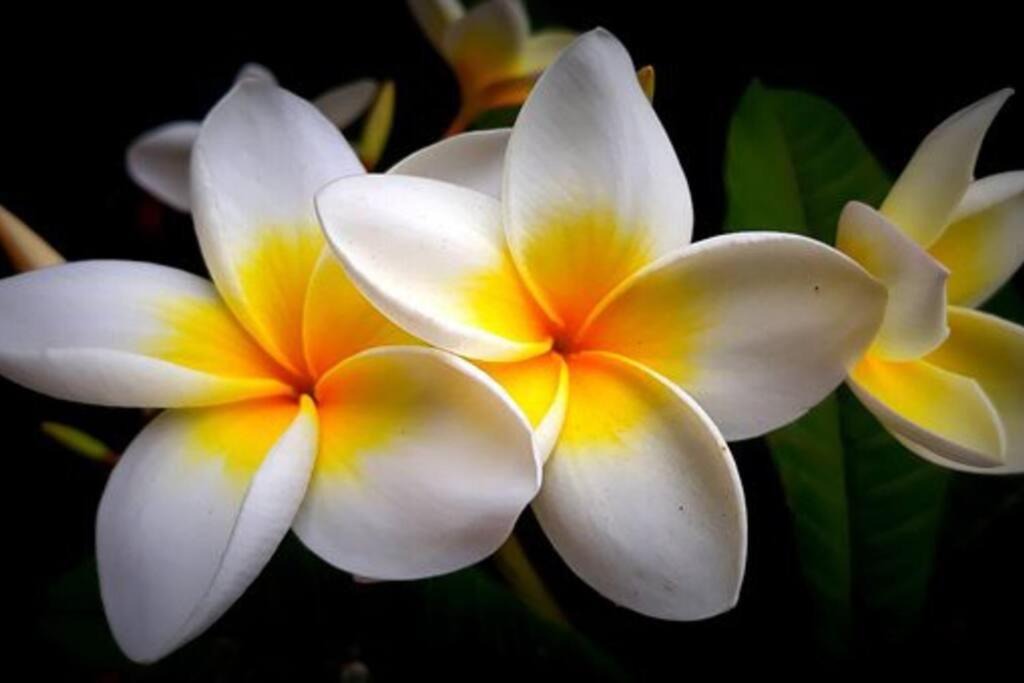 Photo of Others in Rarotonga
