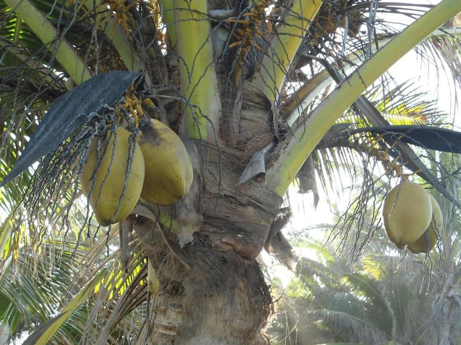 Photo of Others in Rarotonga