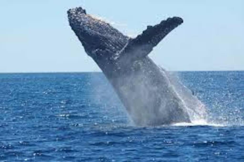 Photo of Others in Rarotonga