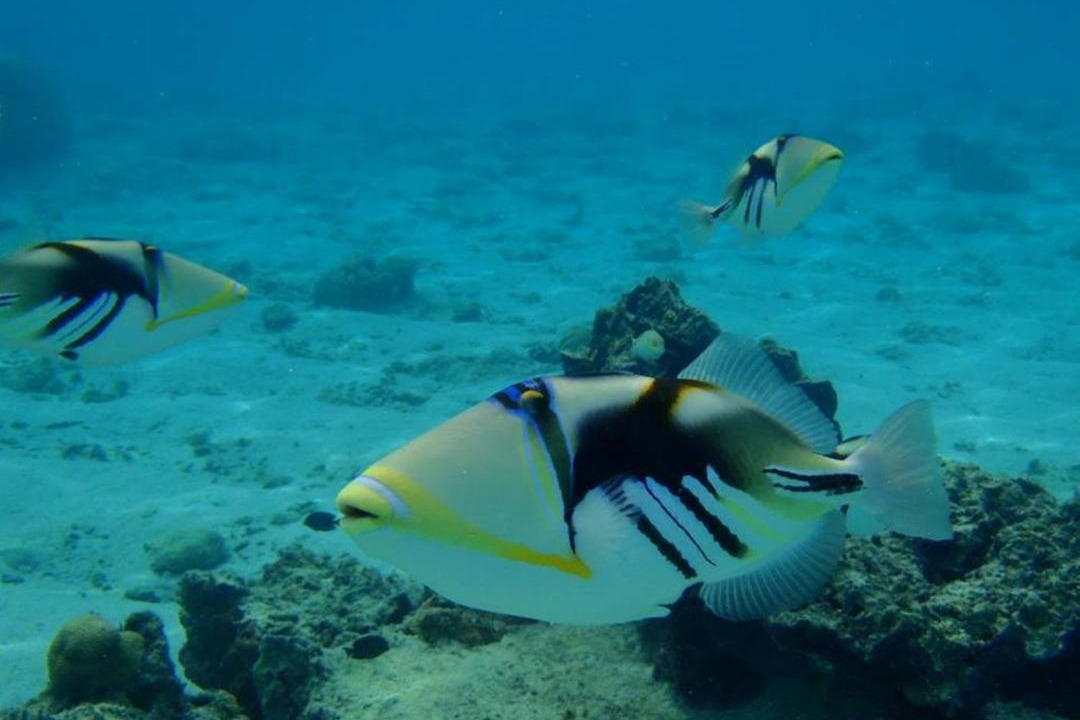 Photo of Others in Aitutaki