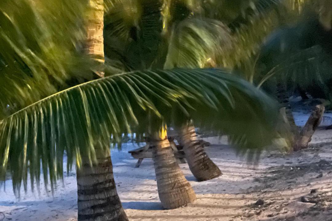 Photo of Others in Rarotonga