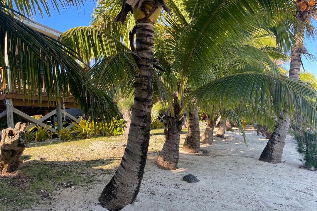 Photo of Others in Rarotonga