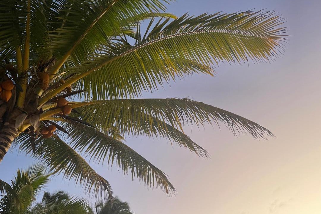 Photo of Others in Rarotonga
