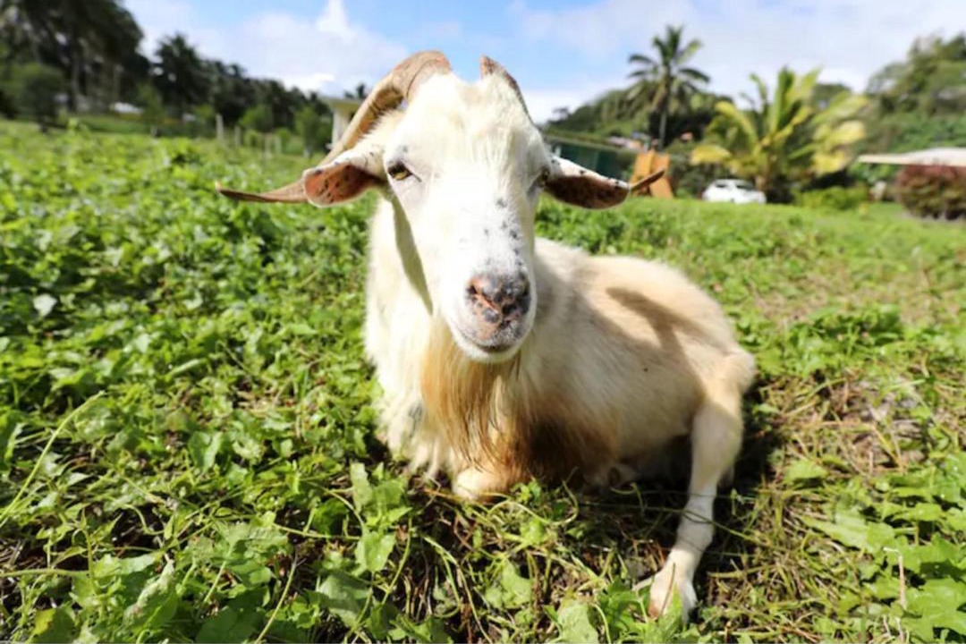 Photo of Others in Matavera