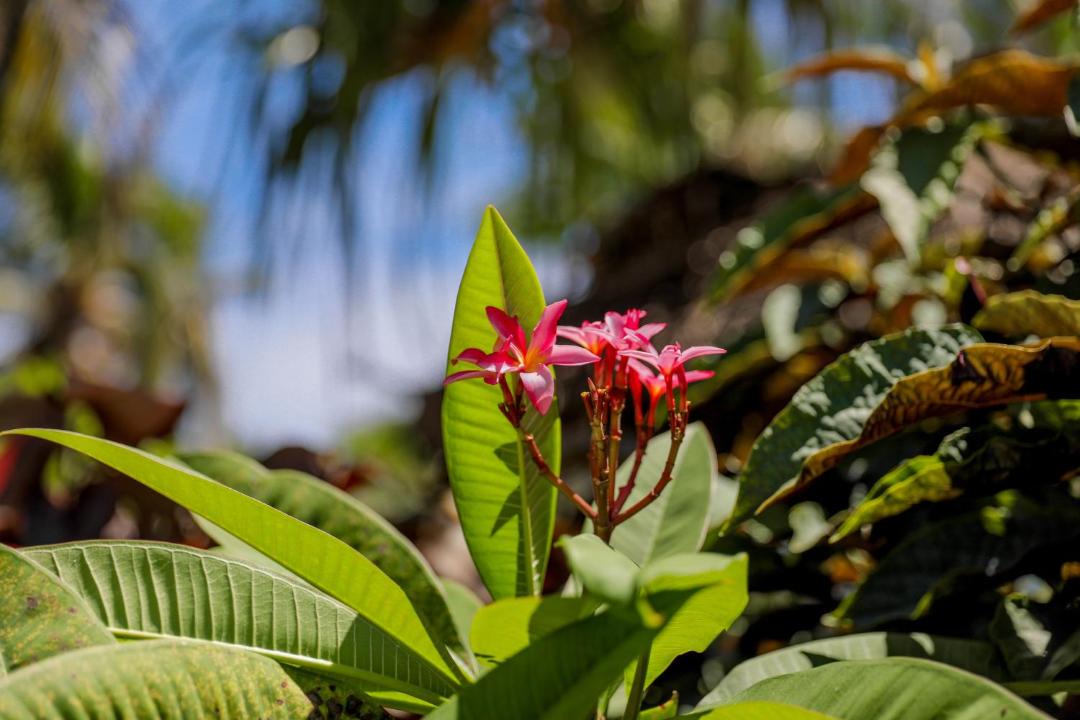 Photo of Others in Aitutaki