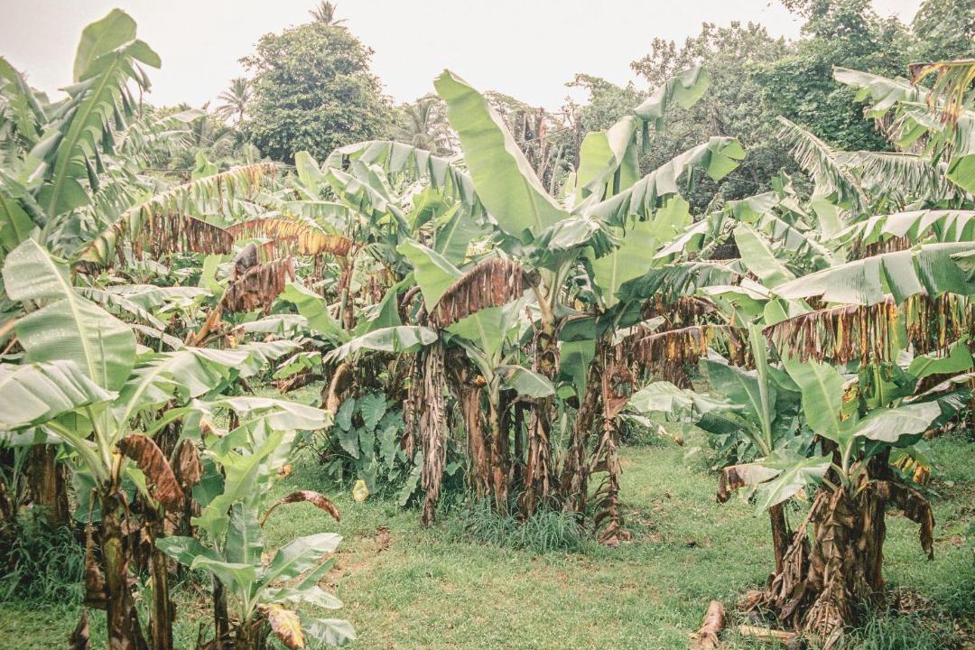 Photo of Others in Tapere of Vaimaanga