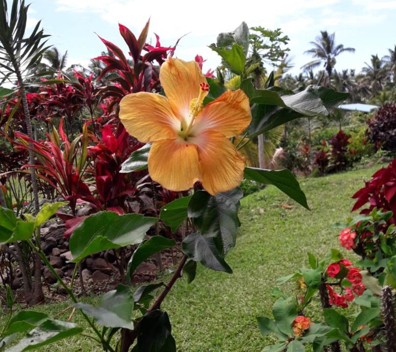 Photo of Others in Matavera