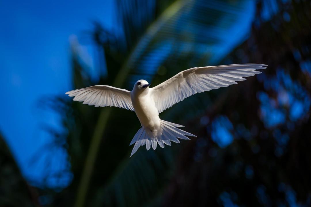 Photo of Others in Akitua Island