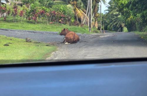 Matavera House | Riley's Retreat Rarotonga - Aircon & Free Wi-Fi