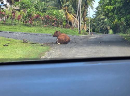 Riley's Retreat Rarotonga - Aircon & Free Wi-Fi